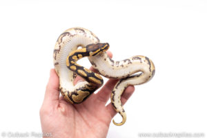 Africa import ball pythons for sale