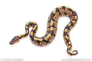 Africa import ball pythons for sale