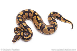 Africa import ball pythons for sale