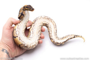 Africa import ball pythons for sale