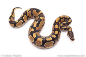 Africa import ball pythons for sale