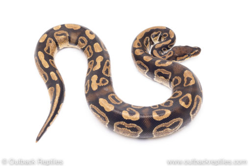 Africa import ball pythons for sale