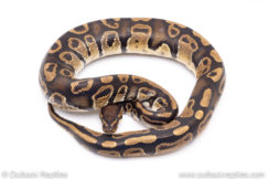 Africa import ball pythons for sale