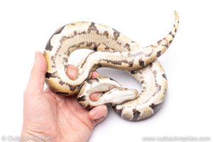 Africa import ball pythons for sale