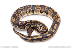 Africa import ball pythons for sale