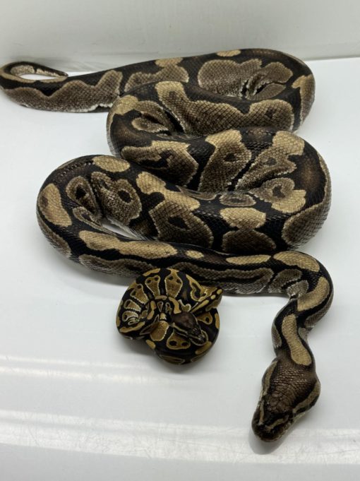 Volta ball python for sale