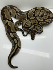 Volta ball python for sale