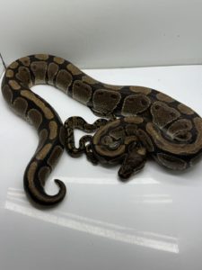 Volta ball python for sale