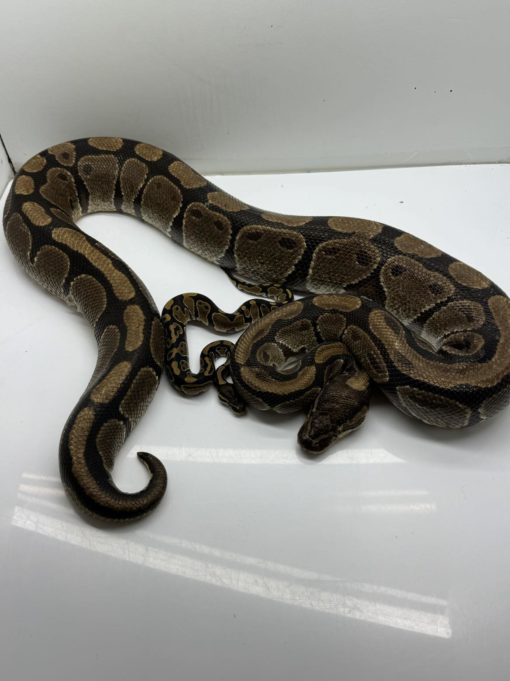 Volta ball python for sale