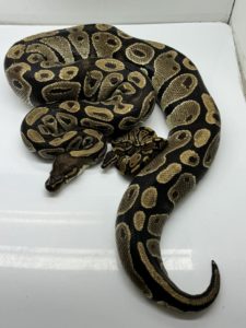 Volta ball python for sale