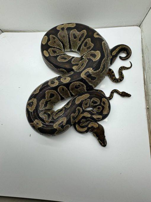 Volta ball python for sale