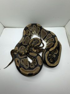 Volta ball python for sale