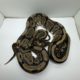 Volta ball python for sale