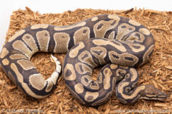 volta ball pythons for sale
