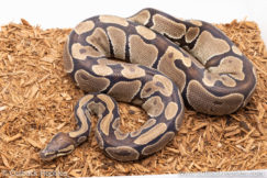 Volta ball python for sale