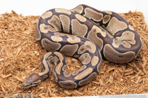 Volta ball python for sale