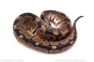 African Import Dinker Ball Python for Sale