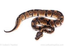 African Import Dinker Ball Python for Sale