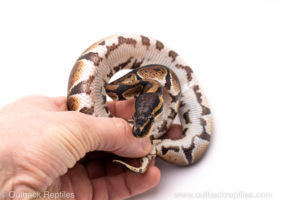 African Import Dinker Ball Python for Sale