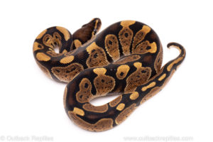African Import Dinker Ball Python for Sale