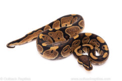 African Import Dinker Ball Python for Sale