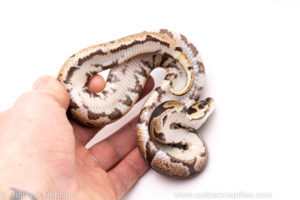 African Import Dinker Ball Python for Sale