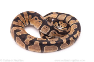 African Import Dinker Ball Python for Sale