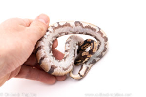 African Import Dinker Ball Python for Sale