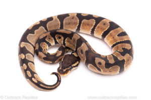 African Import Dinker Ball Python for Sale