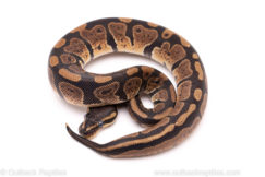African Import Dinker Ball Python for Sale
