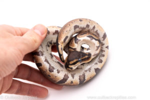 African Import Dinker Ball Python for Sale
