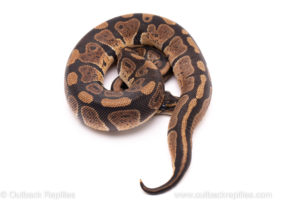African Import Dinker Ball Python for Sale
