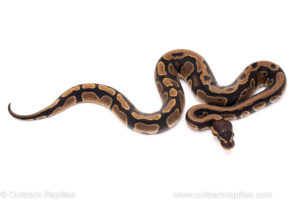 African Import Dinker Ball Python for Sale