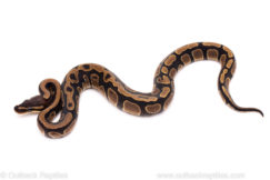 African Import Dinker Ball Python for Sale