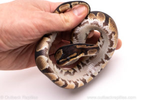 African Import Dinker Ball Python for Sale