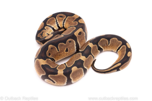 African Import Dinker Ball Python for Sale