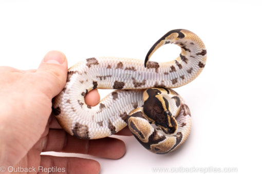 African Import Dinker Ball Python for Sale