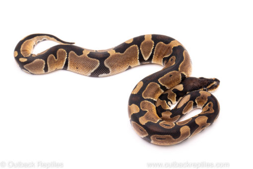 African Import Dinker Ball Python for Sale