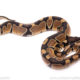 African Import Dinker Ball Python for Sale