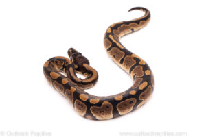 African Import Dinker Ball Python for Sale