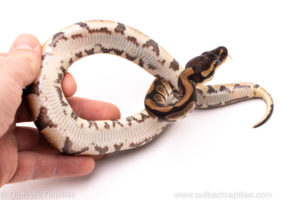 African Import Dinker Ball Python for Sale