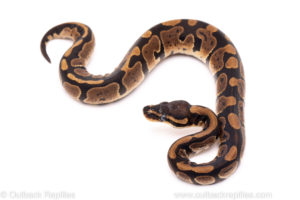 African Import Dinker Ball Python for Sale