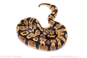African Import Dinker Ball Python for Sale