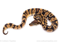 African Import Dinker Ball Python for Sale