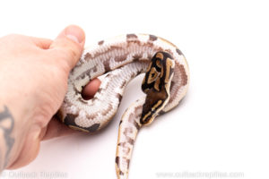 African Import Dinker Ball Python for Sale