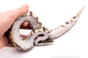 African Import Dinker Ball Python for Sale