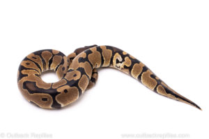 African Import Dinker Ball Python for Sale