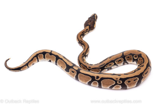 African Import Dinker Ball Python for Sale