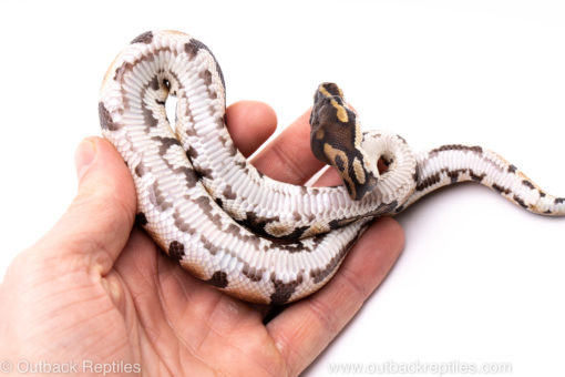 African Import Dinker Ball Python for Sale