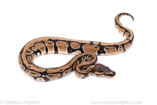 African Import Dinker Ball Python for Sale